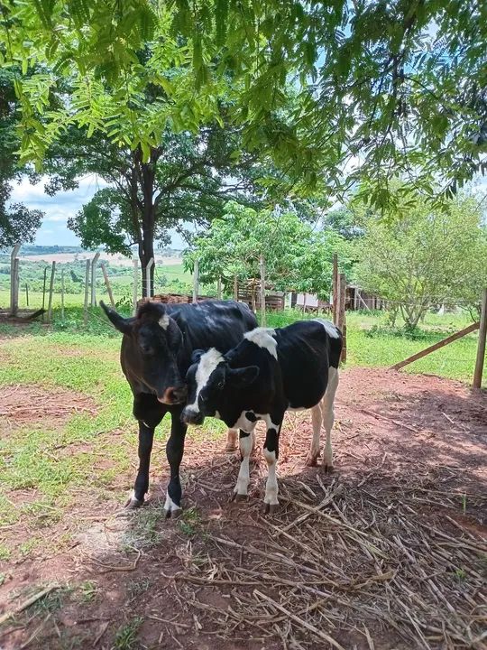 Vendo 2 bezerros machos - Foto 3