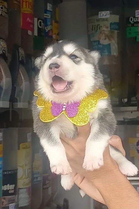 Filhotes de Husky Siberiano - Foto 2