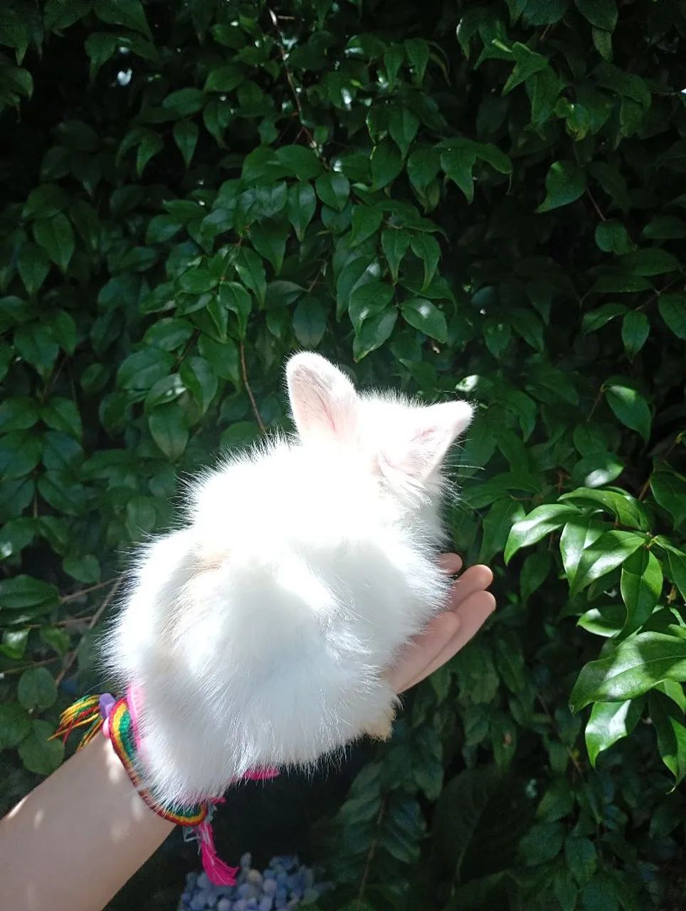 Filhotes fêmea de coelho mini lion - Foto 6