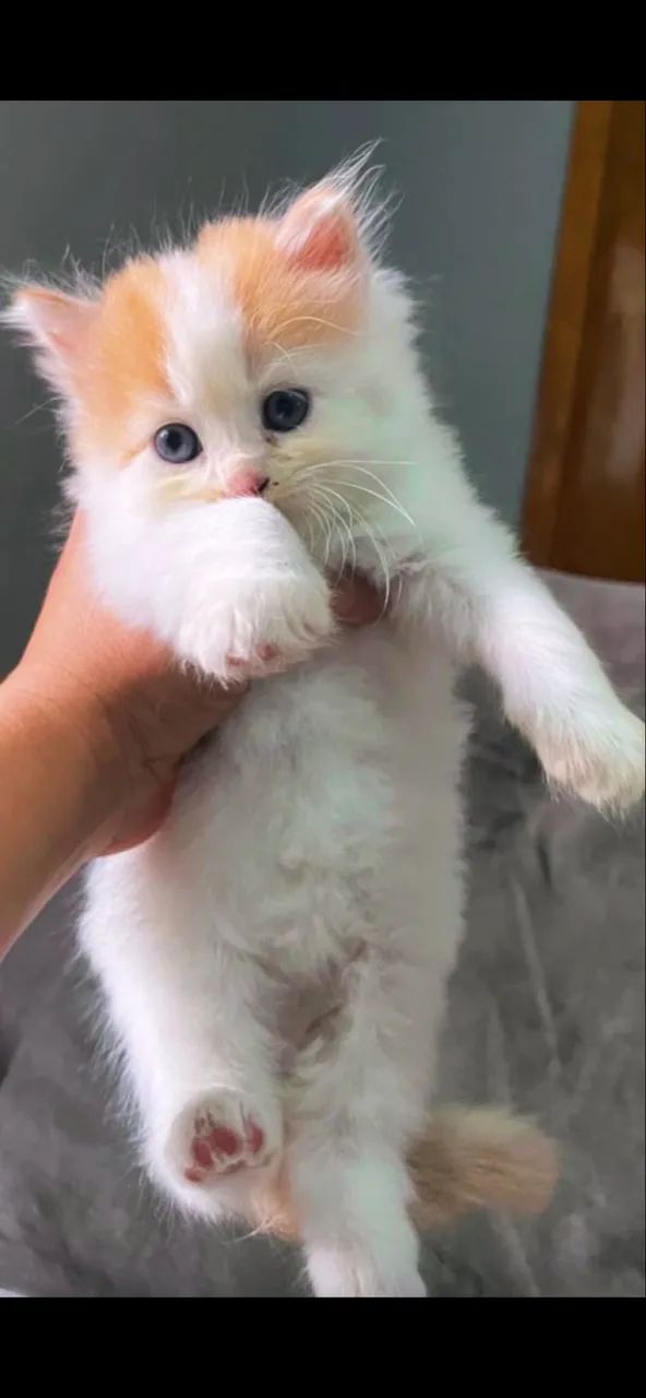 Gato Persa Alto Padrão .  Para uma companhia incrível e cheia de amor  - Foto 2