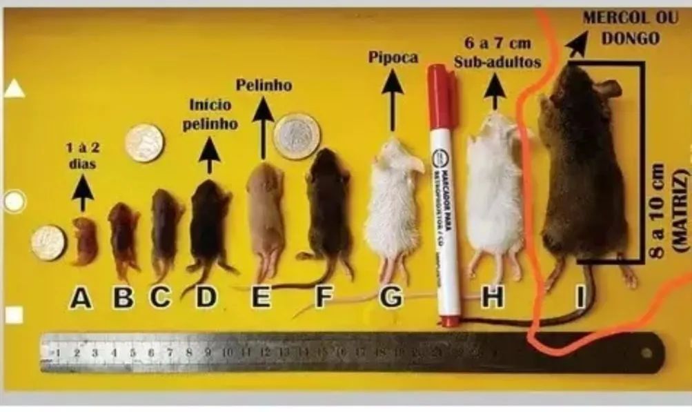 Camundongo  alimentação  - Foto 4