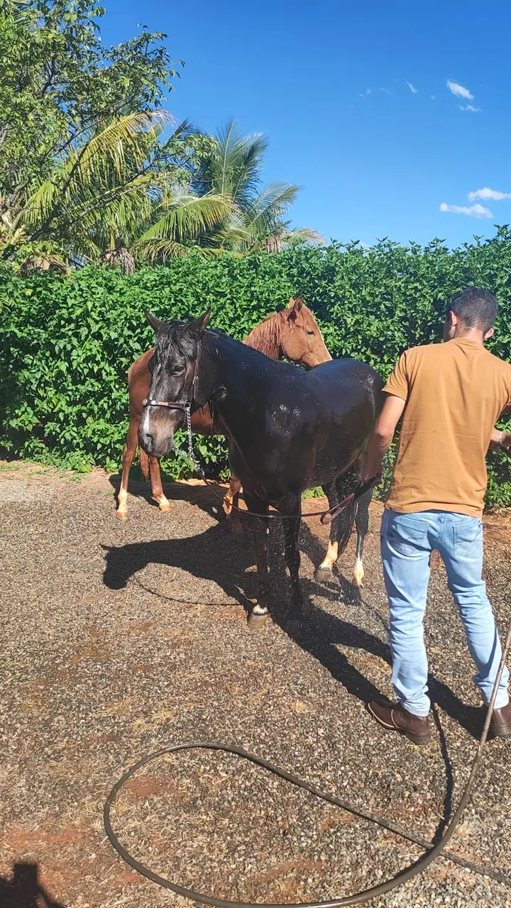 Cavalos para venda - Lindos e saudáveis