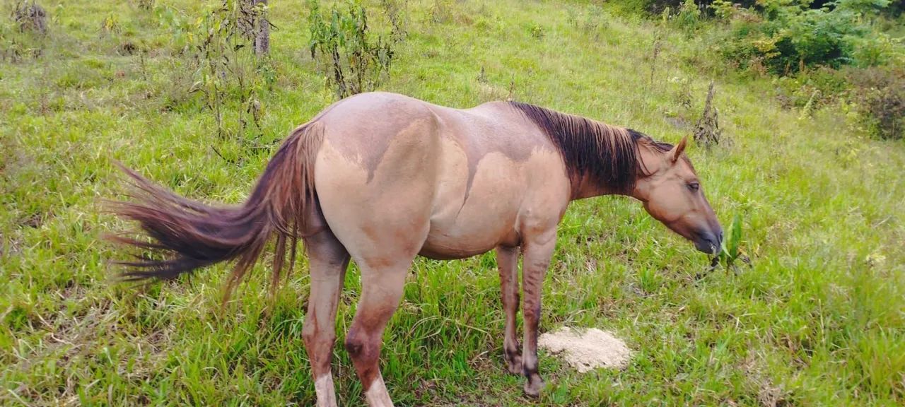 Potranca crioulo 3.5 anos domada 