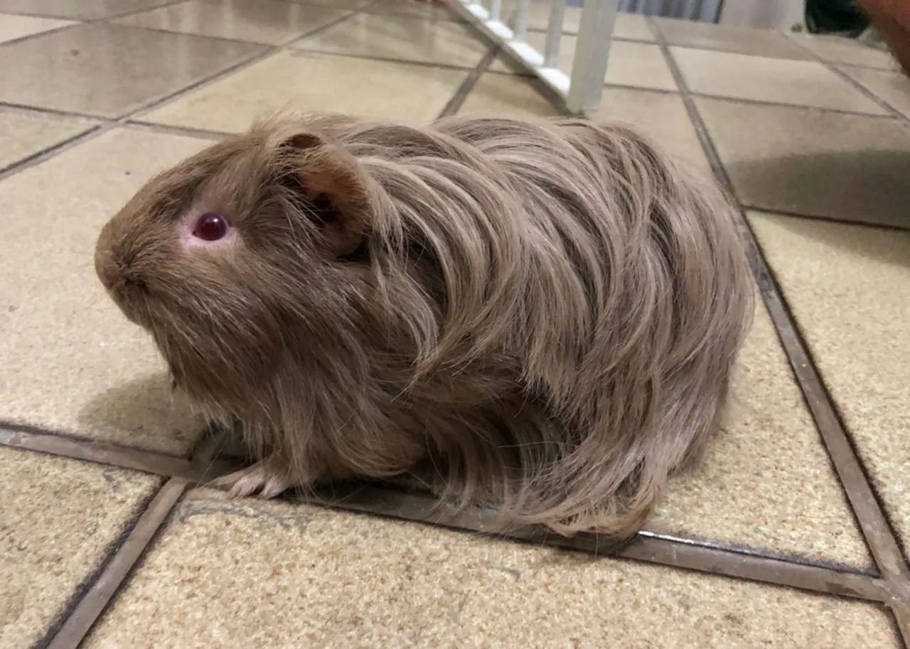 Porquinho da Índia- Sheltie