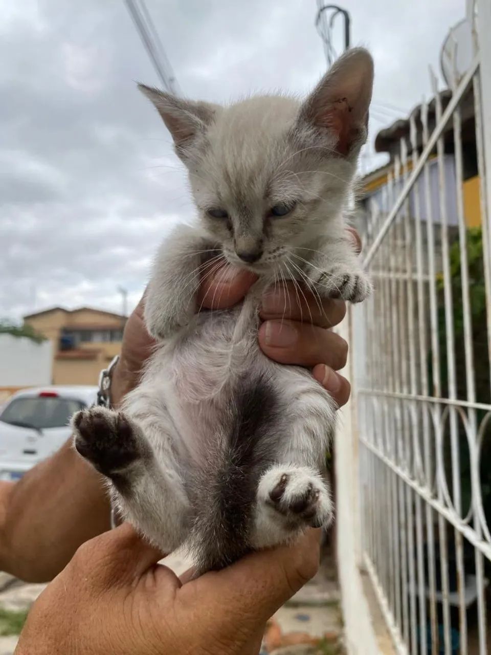 Gatinhos machos para adoção