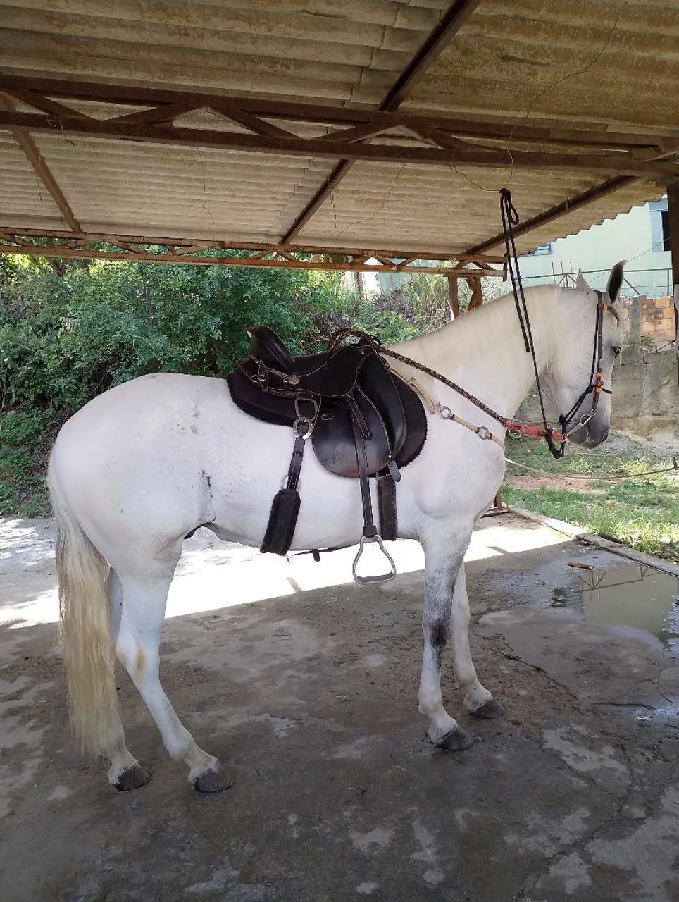 Vende se cavalo pampa d'água 