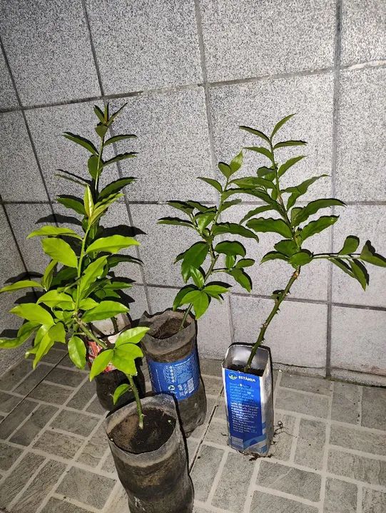 Orapronobis mudas - Foto 2