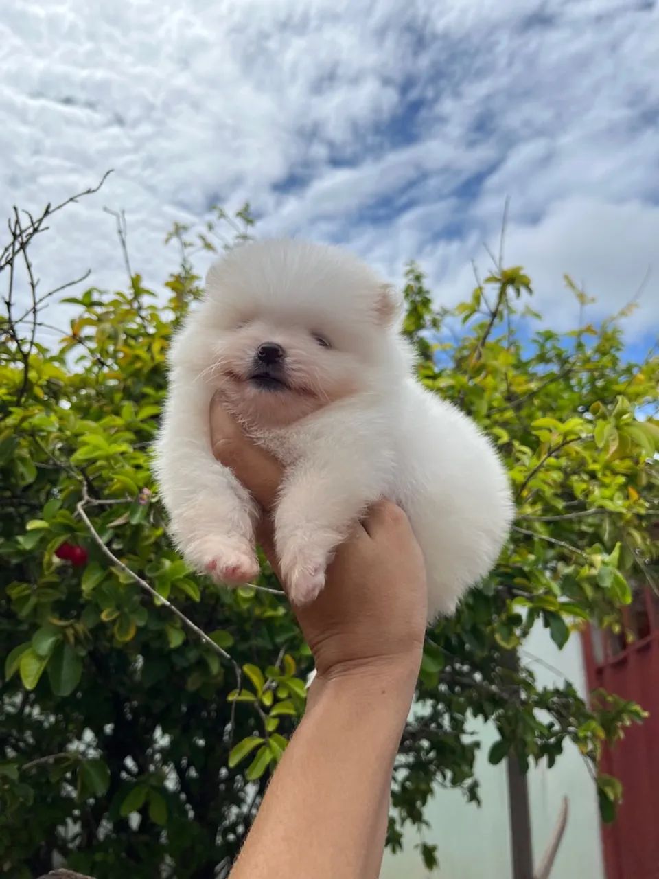 Filhotes de Lulu da Pomerania Machos - Foto 4