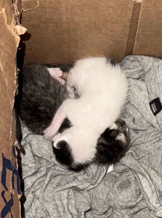 Doação de gatos filhotes - Foto 4