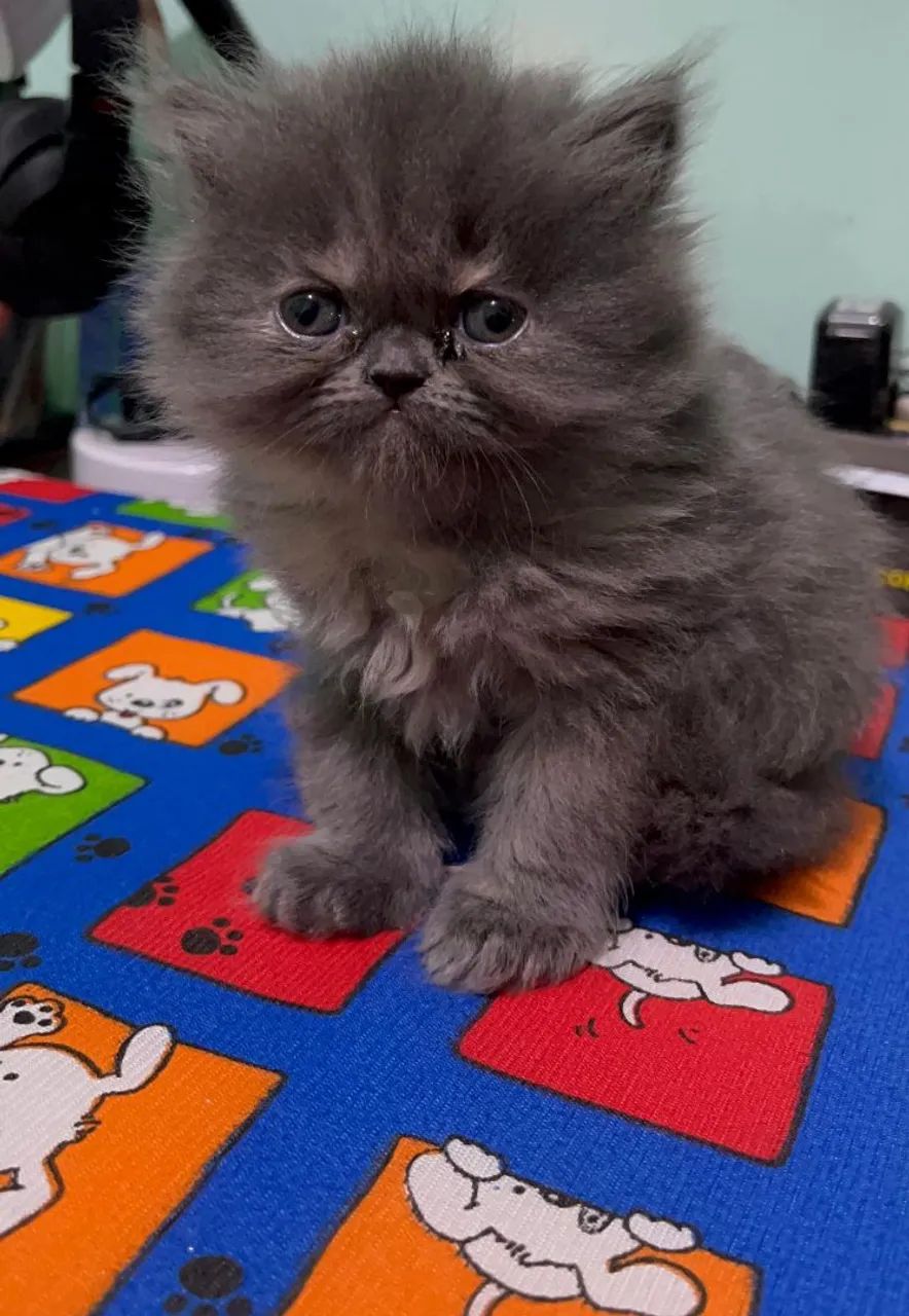 Gatinho Persa 