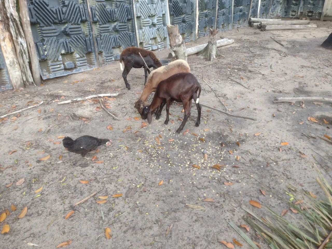 Venda de animais  - Foto 3