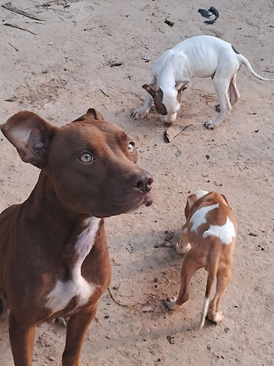 Dois filhotes de Pitbulll. Raça pura.