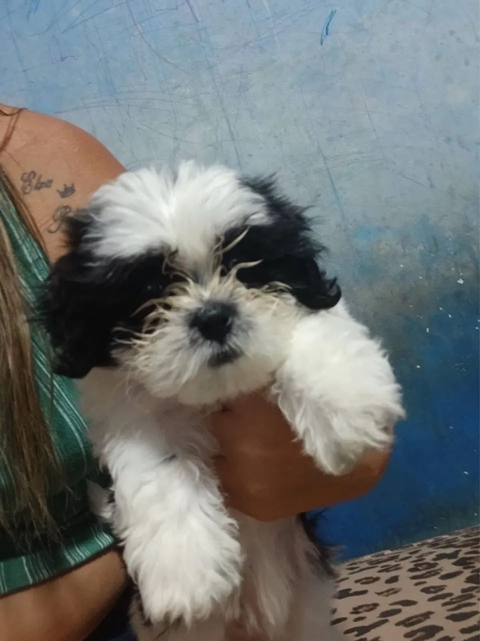Shih Tzu fêmea 