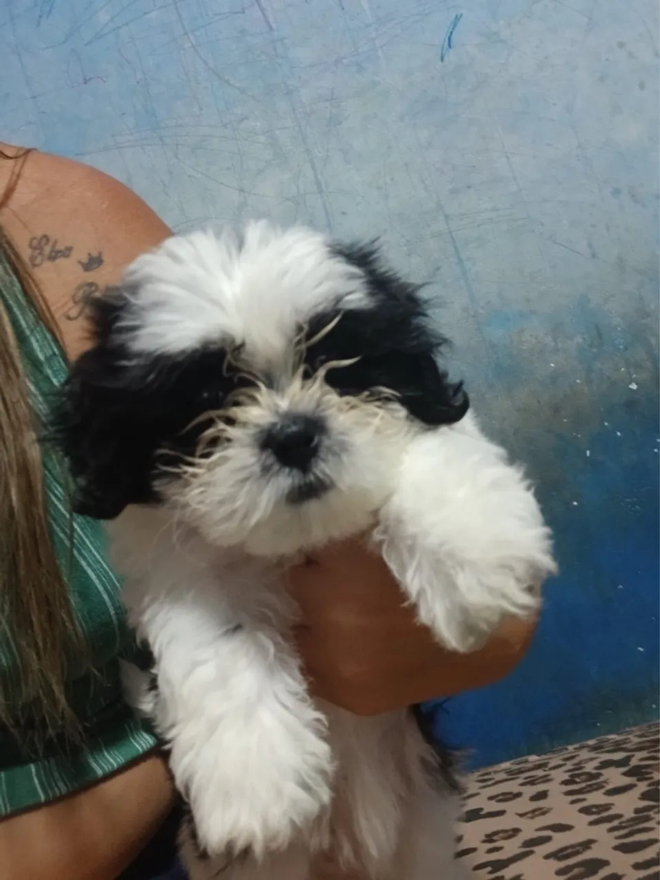 Shih Tzu fêmea