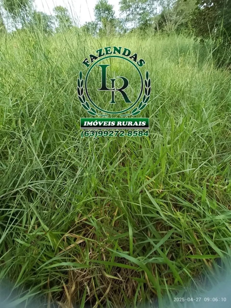 Fazenda 30 alqueires Próximo Palmas TO - Foto 4
