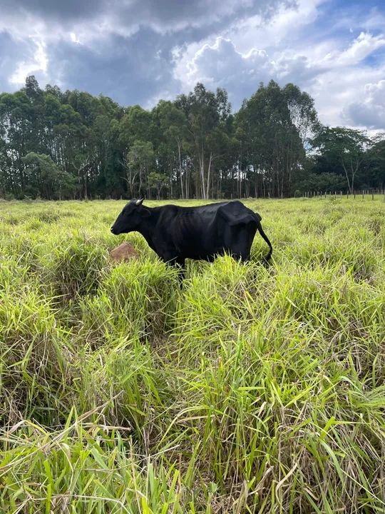 Vendo gado só vendo todos  - Foto 4