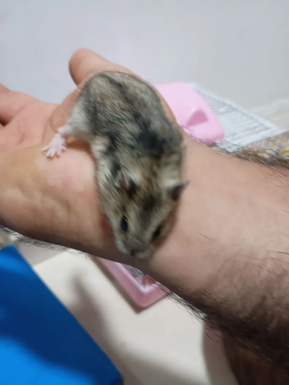 Hamster Anão Russo - Filhote