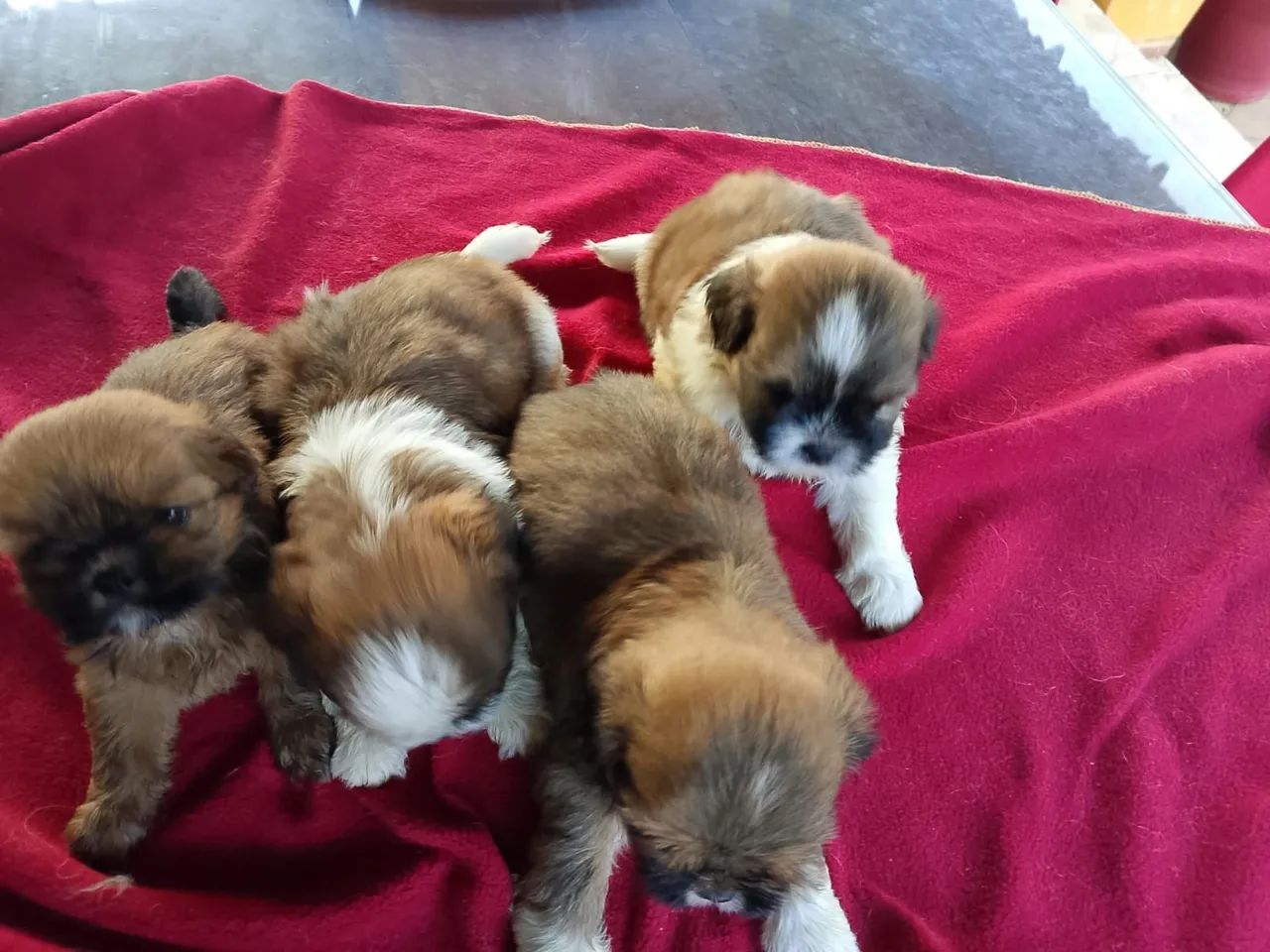 Shih tzus filhotes  promoção 700$$ - Foto 2