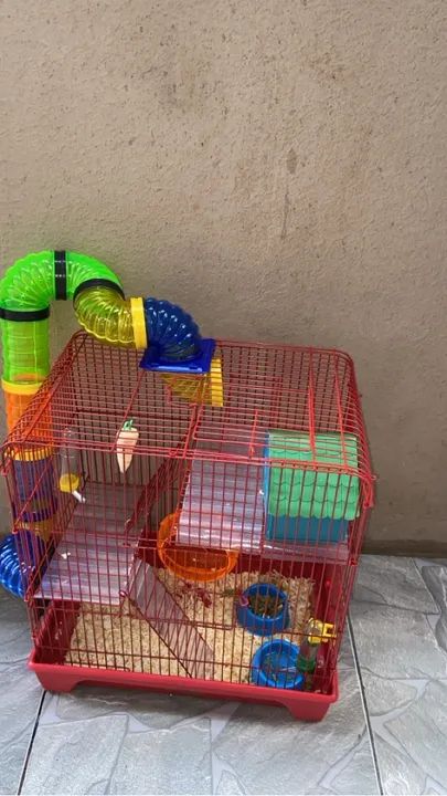 Porquinho da Índia - 2 meses  - Foto 5