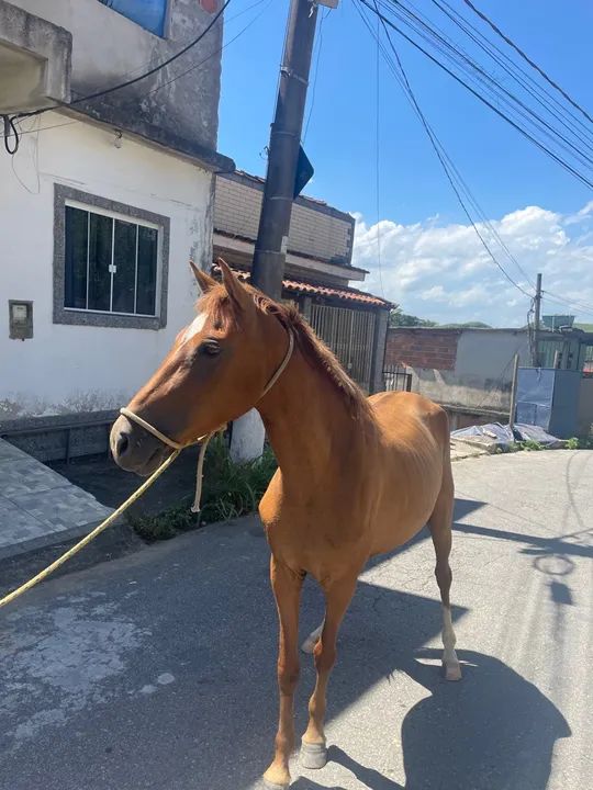 Égua marcha batida 4 anos e meio - Foto 2