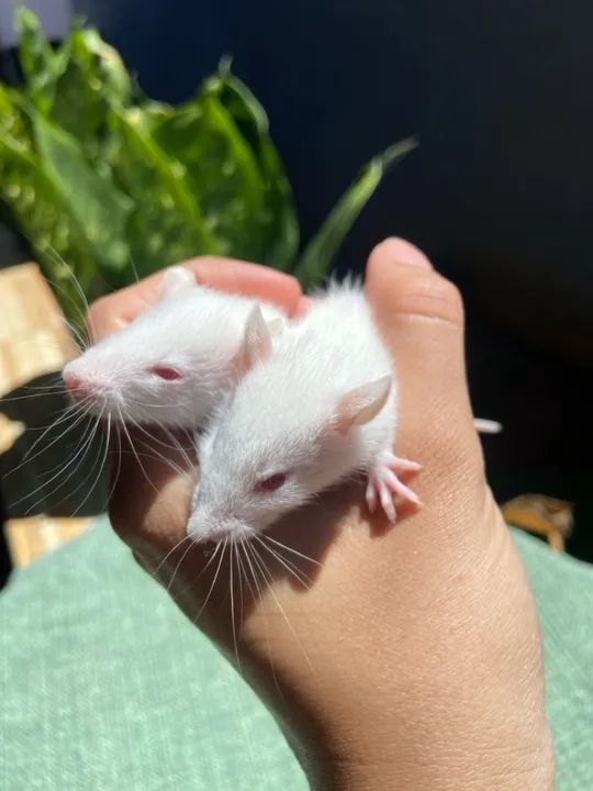 Ratinhos brancos fofinhos para adoção - Foto 2
