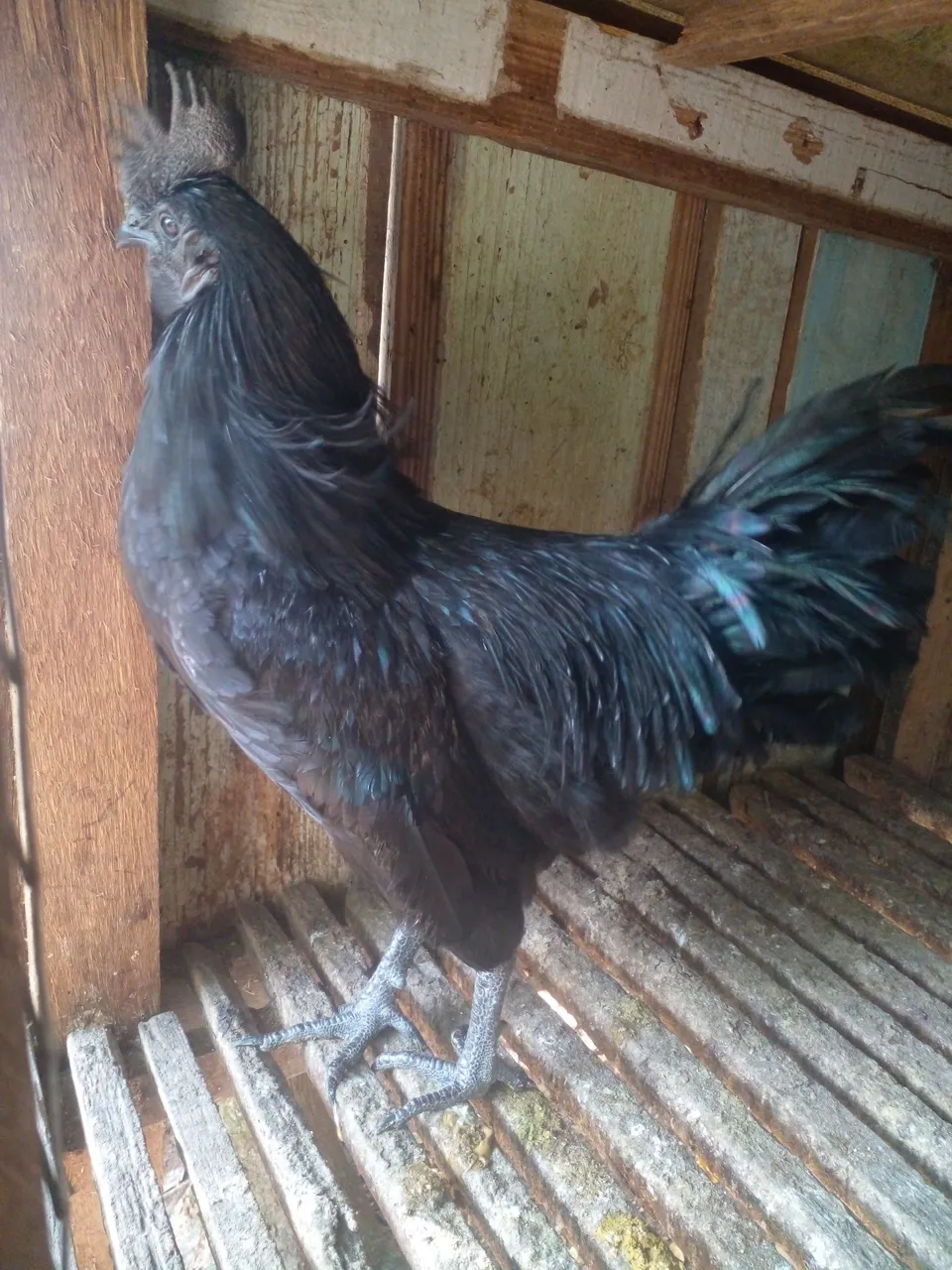 Galo ayam cemani