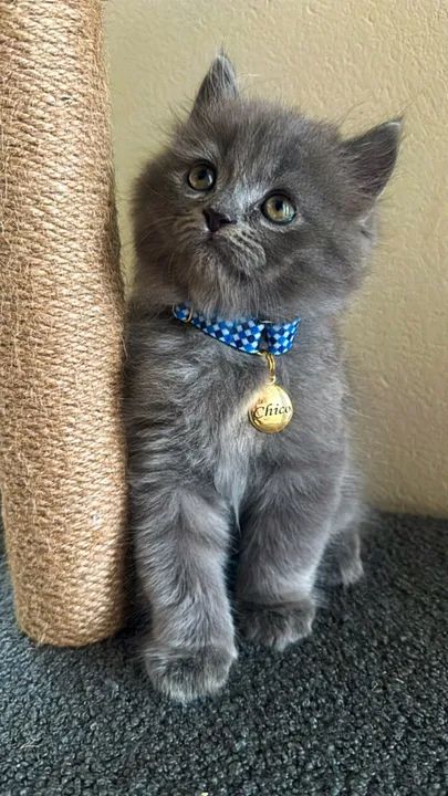 Gato Persa macho à procura de namorada  - Foto 6