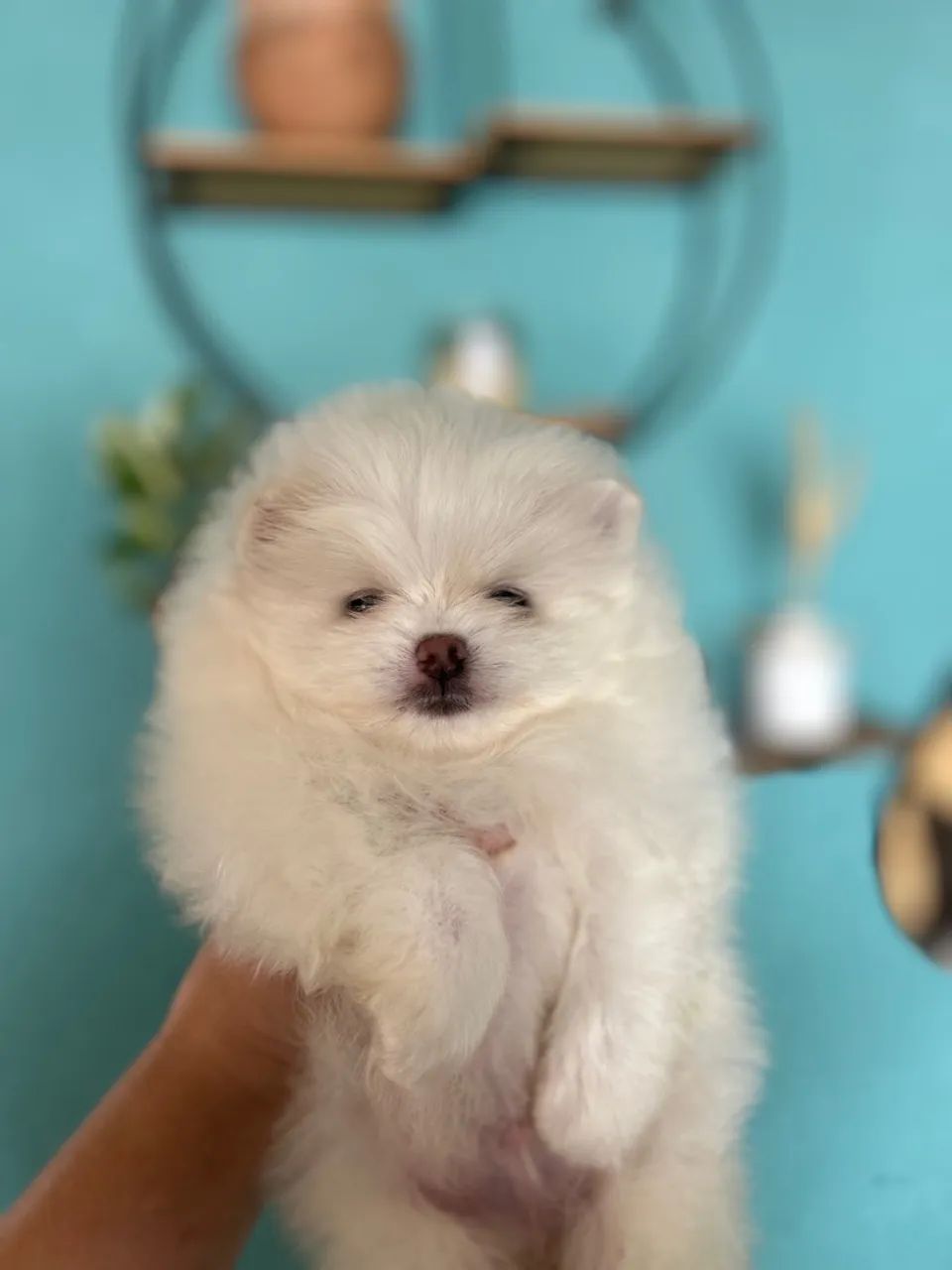 Filhotes de Spitz Alemão Anao com pedigree  - Foto 2