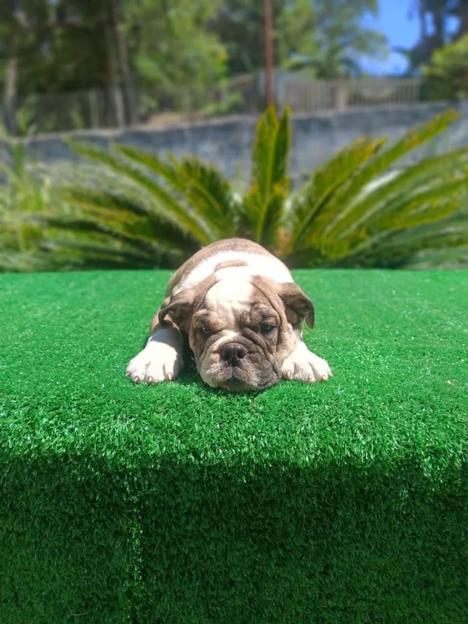 Filhote de Bulldog Ingles - Foto 3