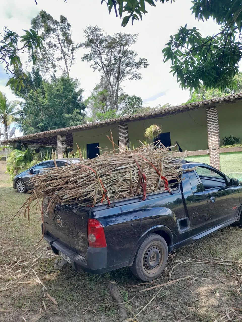 CAPIM ELEFANTE BRS CAPIAÇU E KURUMI VENDA DE GEMAS - Foto 2