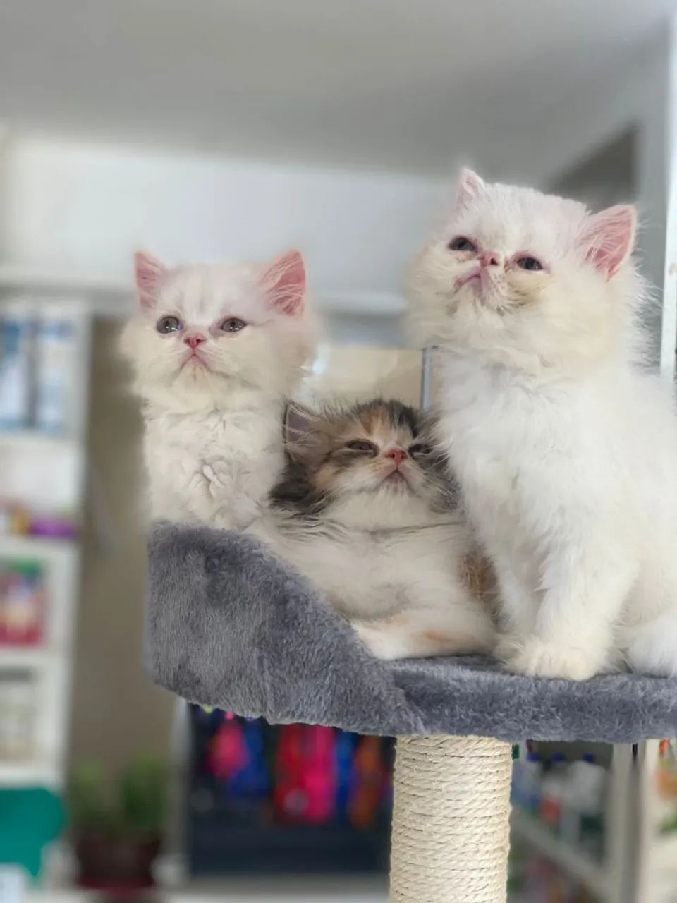 FOFINHOS  gatos persas - Foto 4