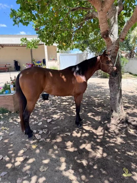 Castradinho de pista dos sonhos! - Foto 4