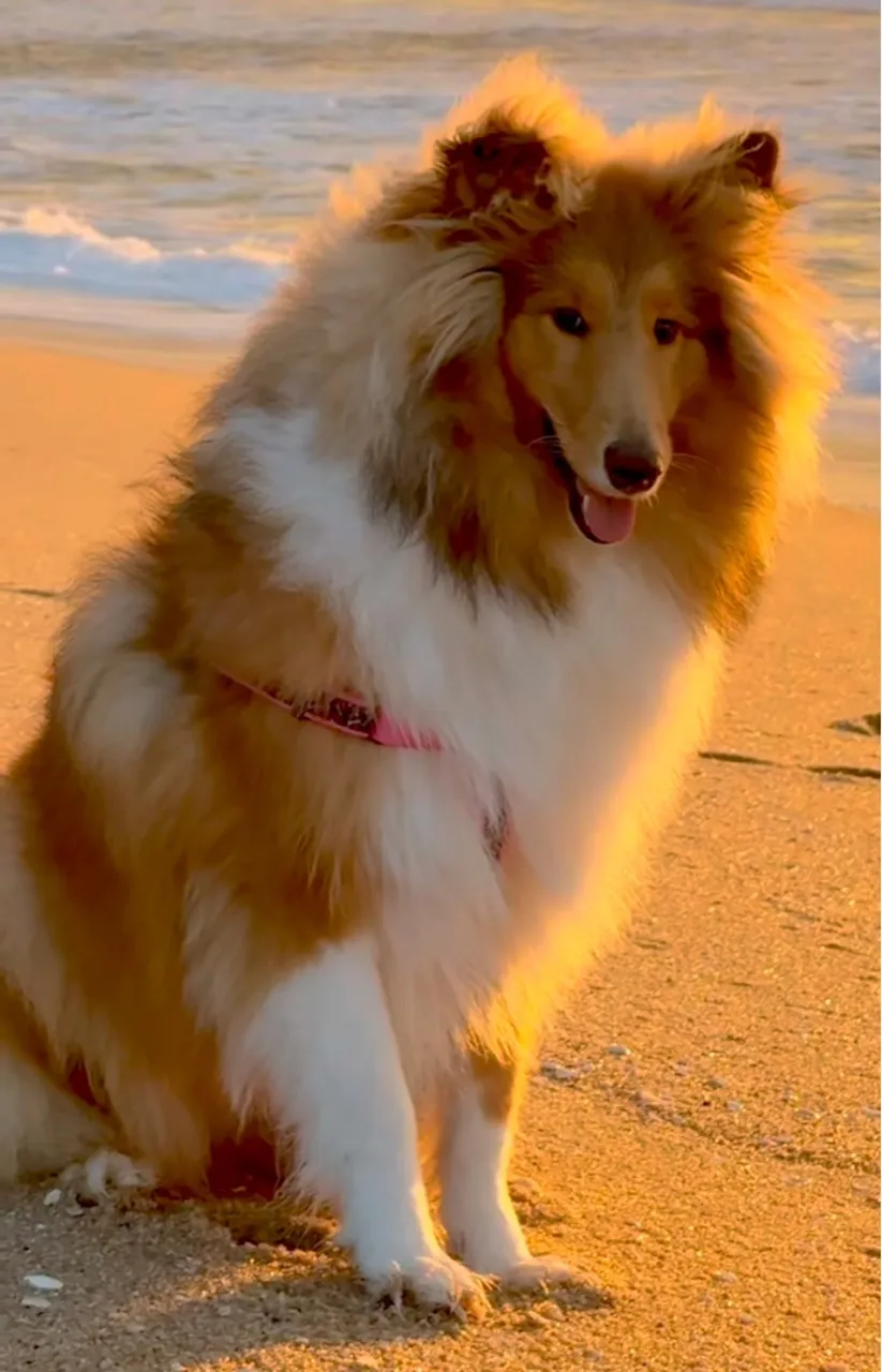 Rough Collie ( DO FILME LASSIE )