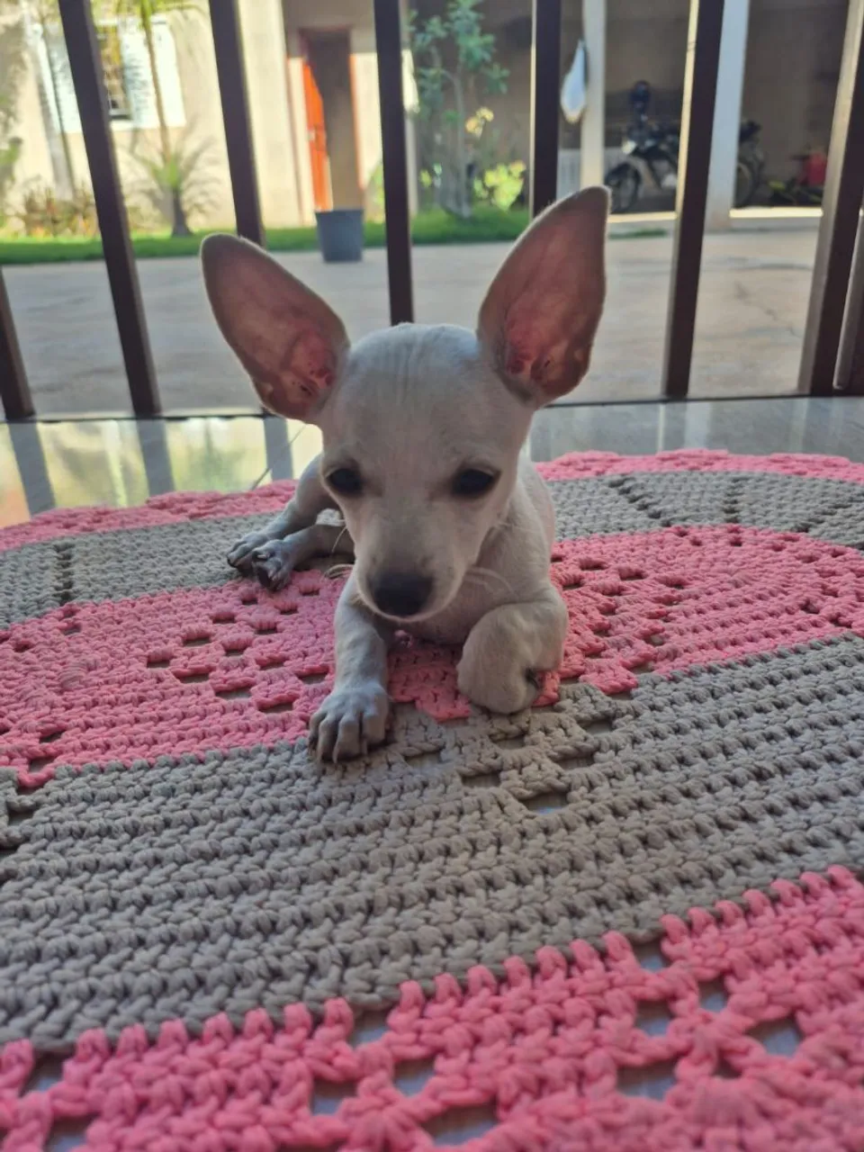 Pinscher branco