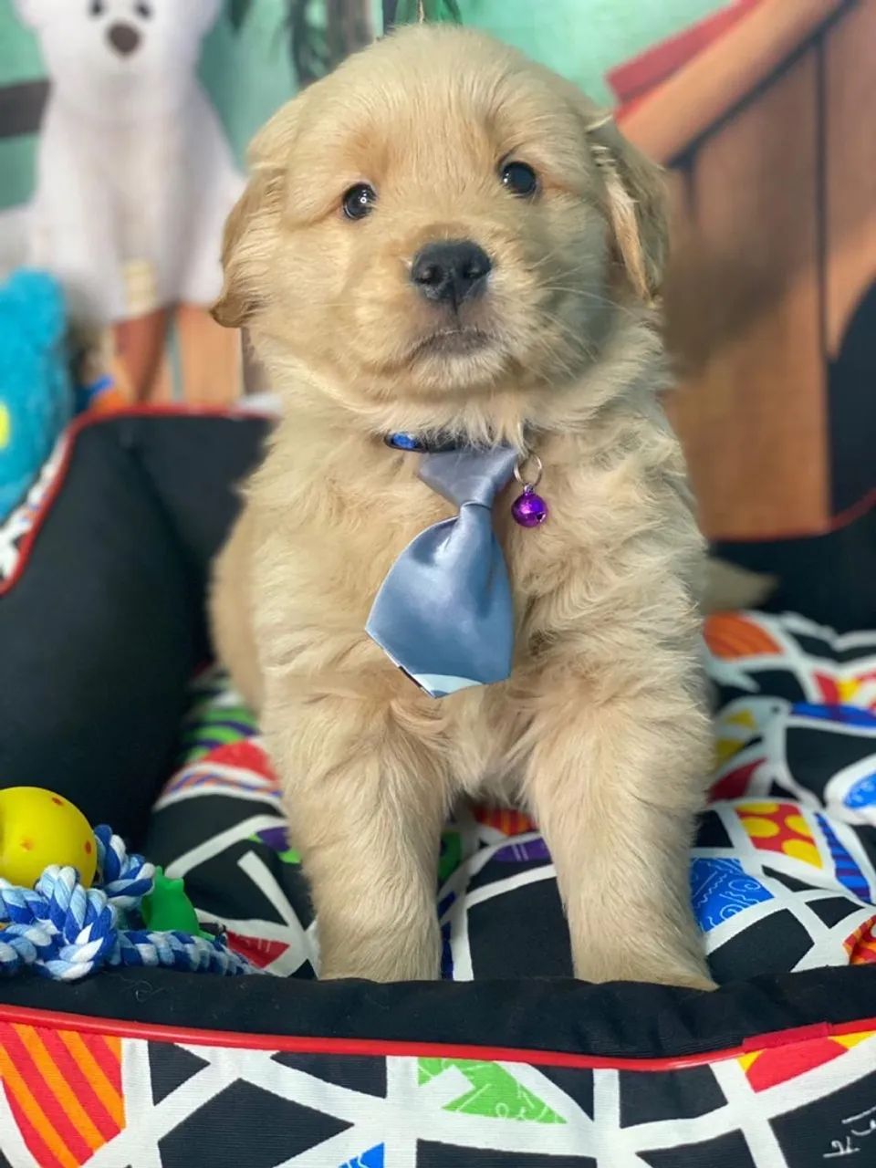 Golden Retriever Filhóte