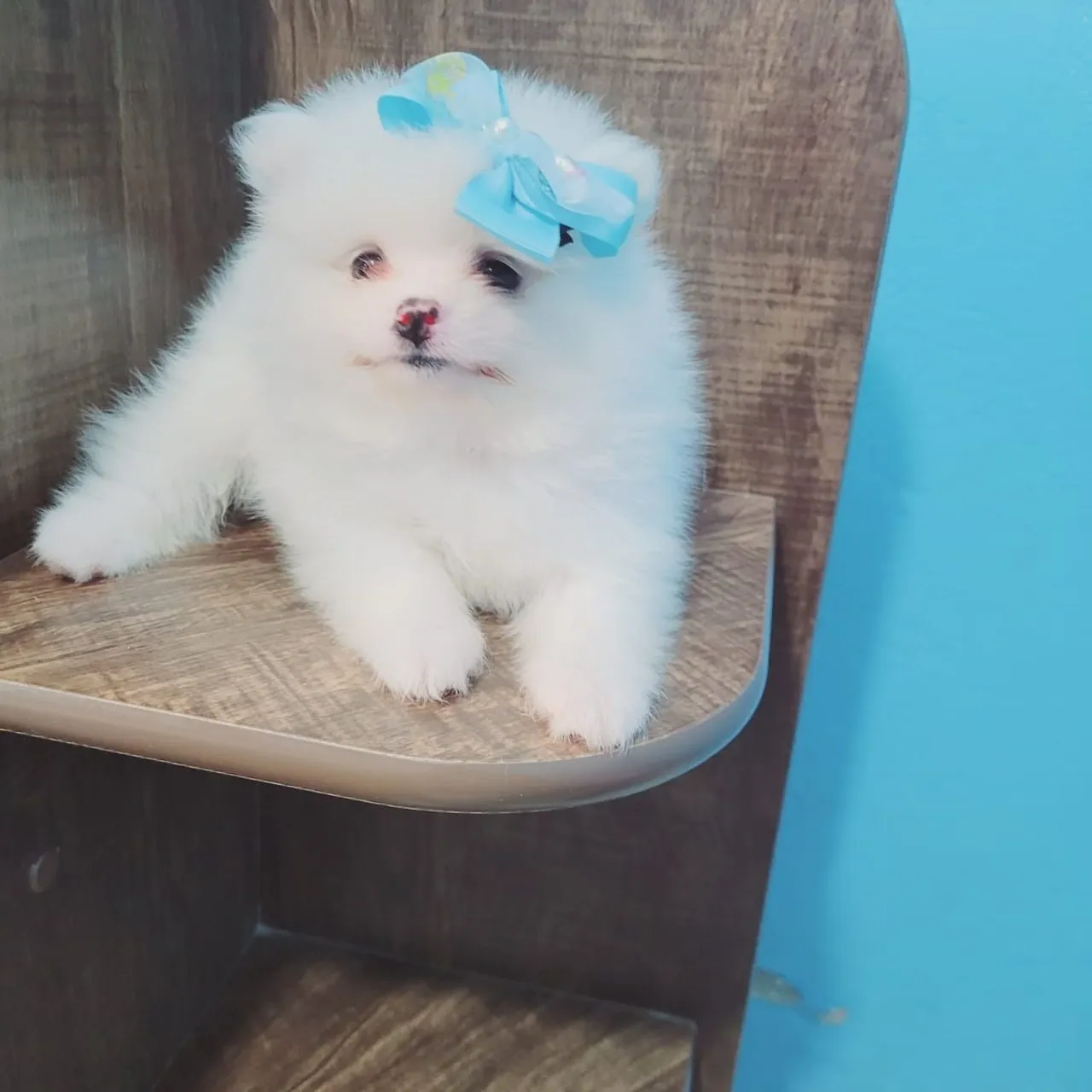 Lulu da pomerania