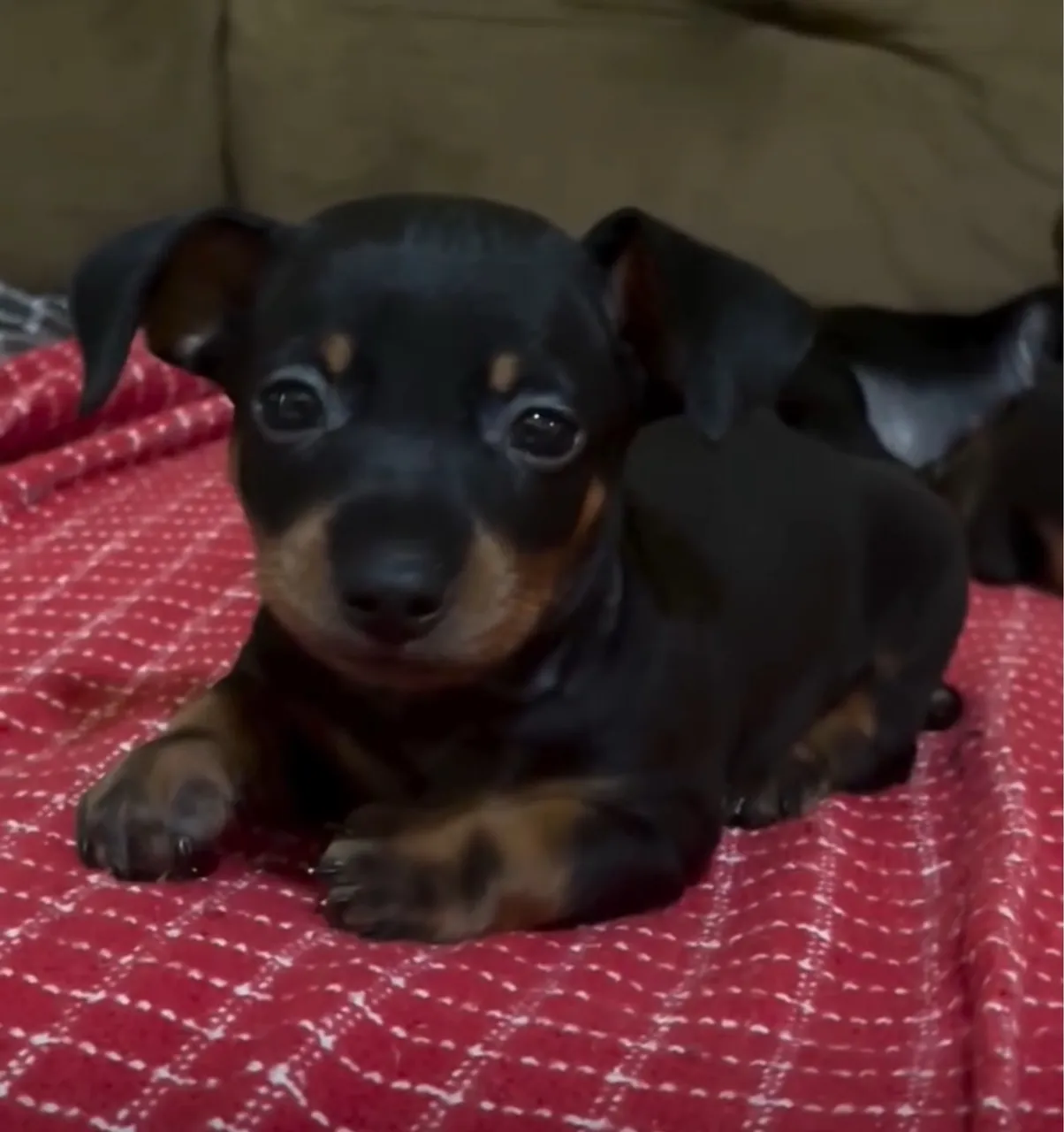 Pinscher filhote para adoção