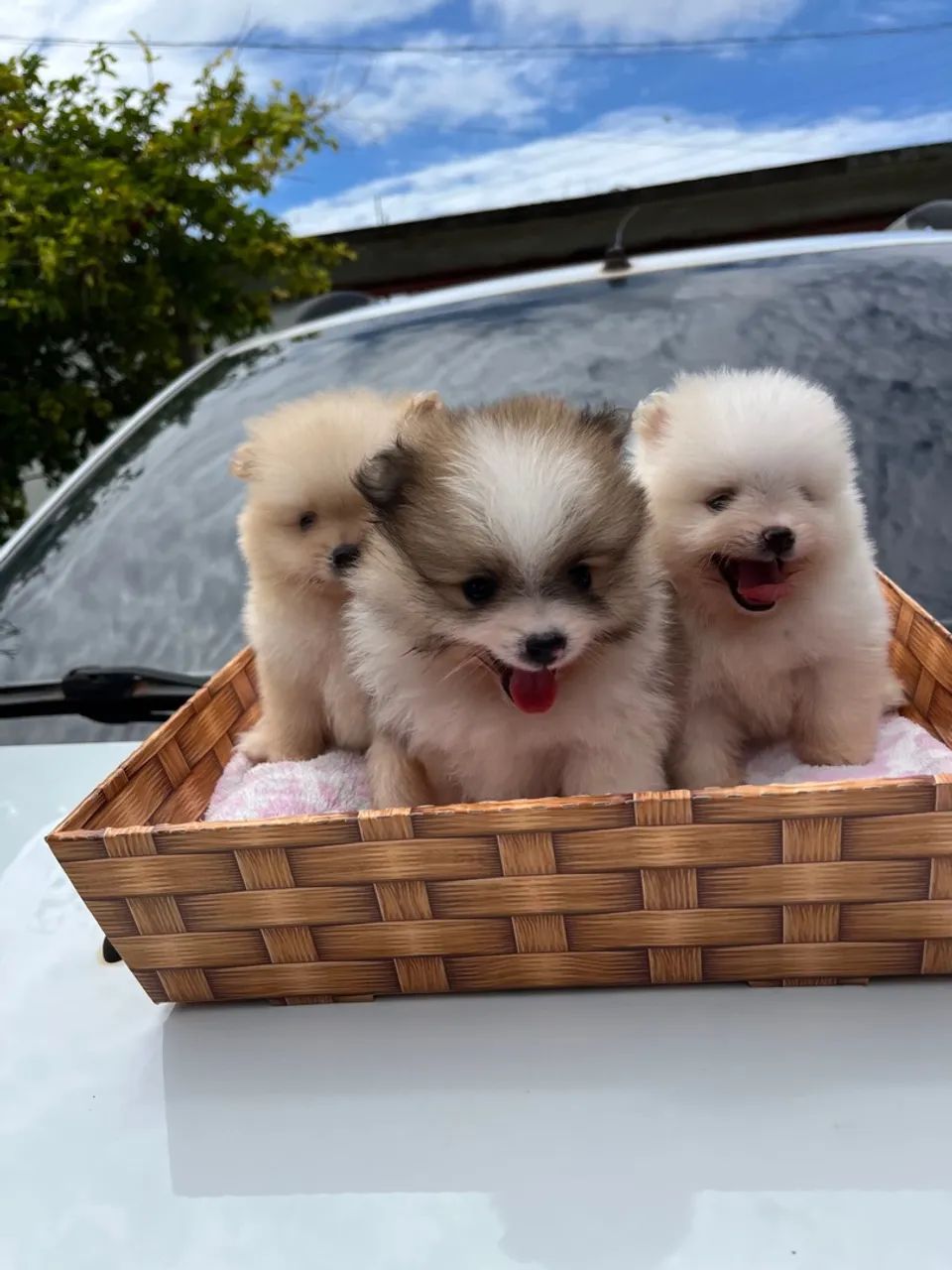 Filhotes de Lulu da Pomerania Machos