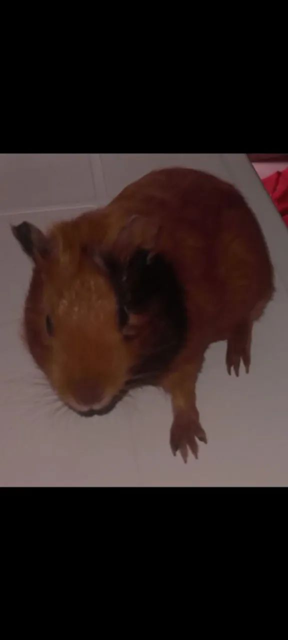 Hamster 