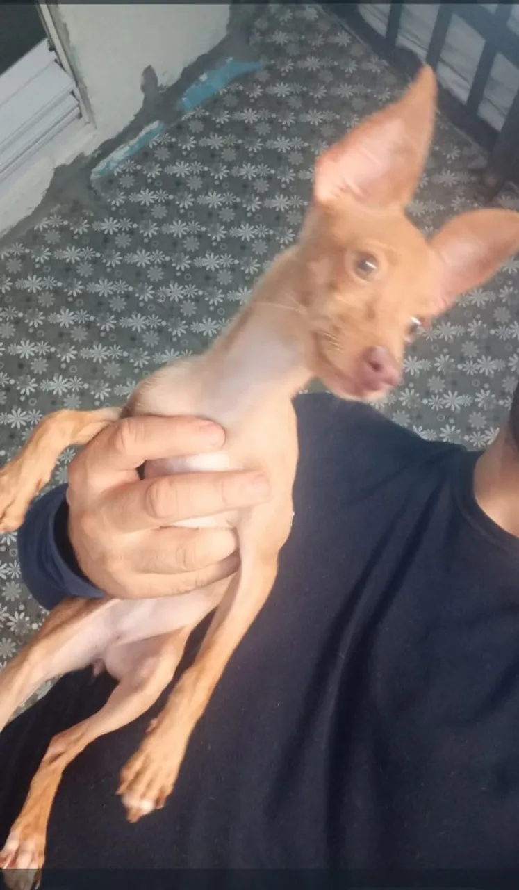 Cachorrinha Pinscher, porte pequeno!