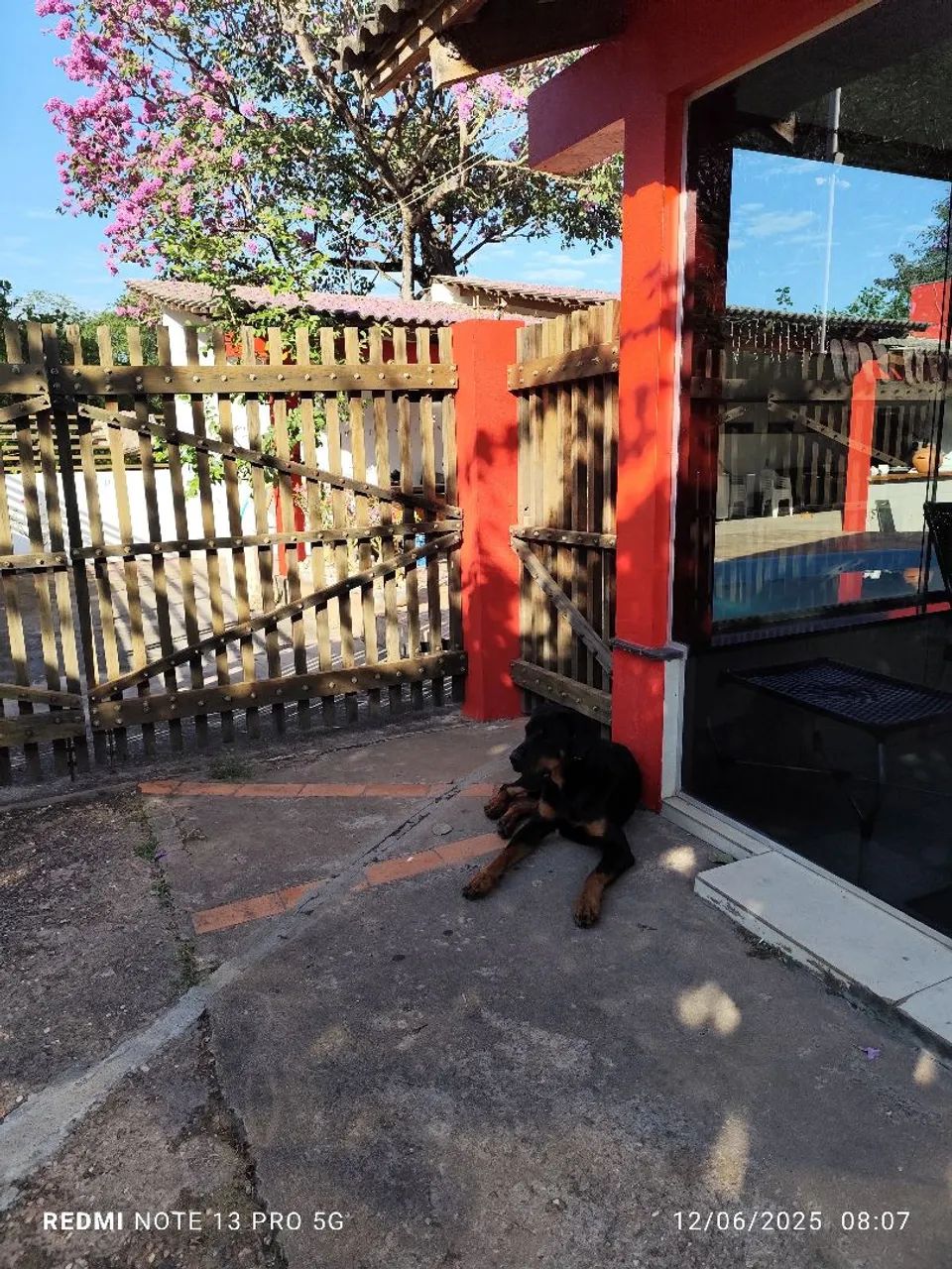 Filhotes Rottweiler - Disponíveis para adoção - Foto 4