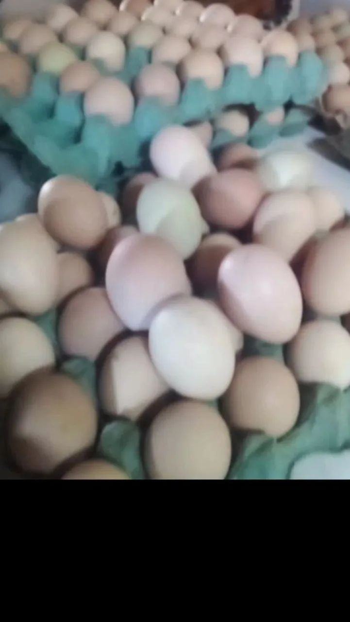 Ovos frescos, férteis GSB puro 