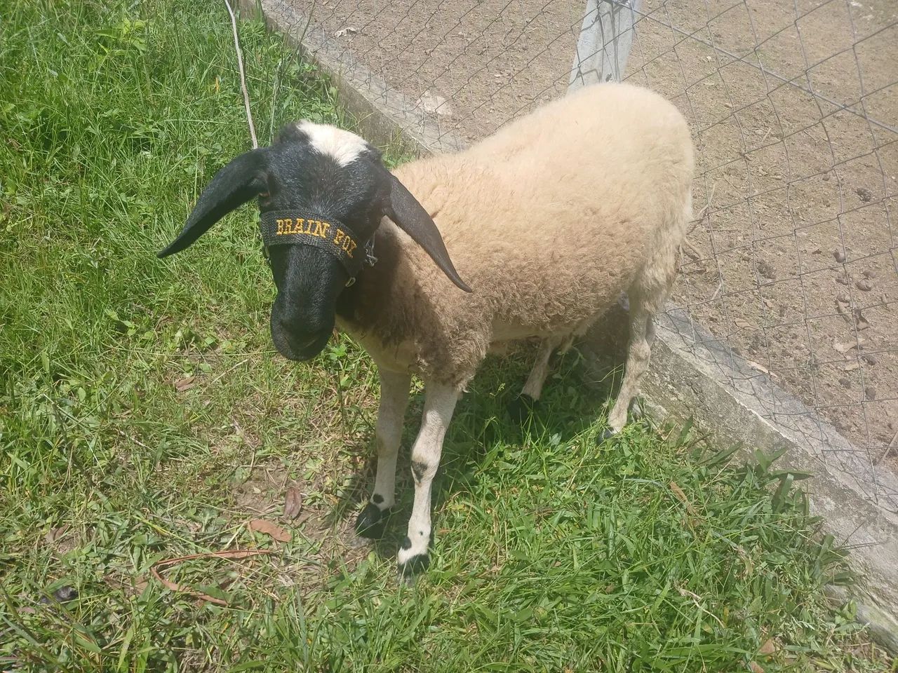 carneiros e ovelhas - Foto 4