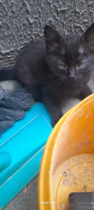 Doação responsável  - Foto 3