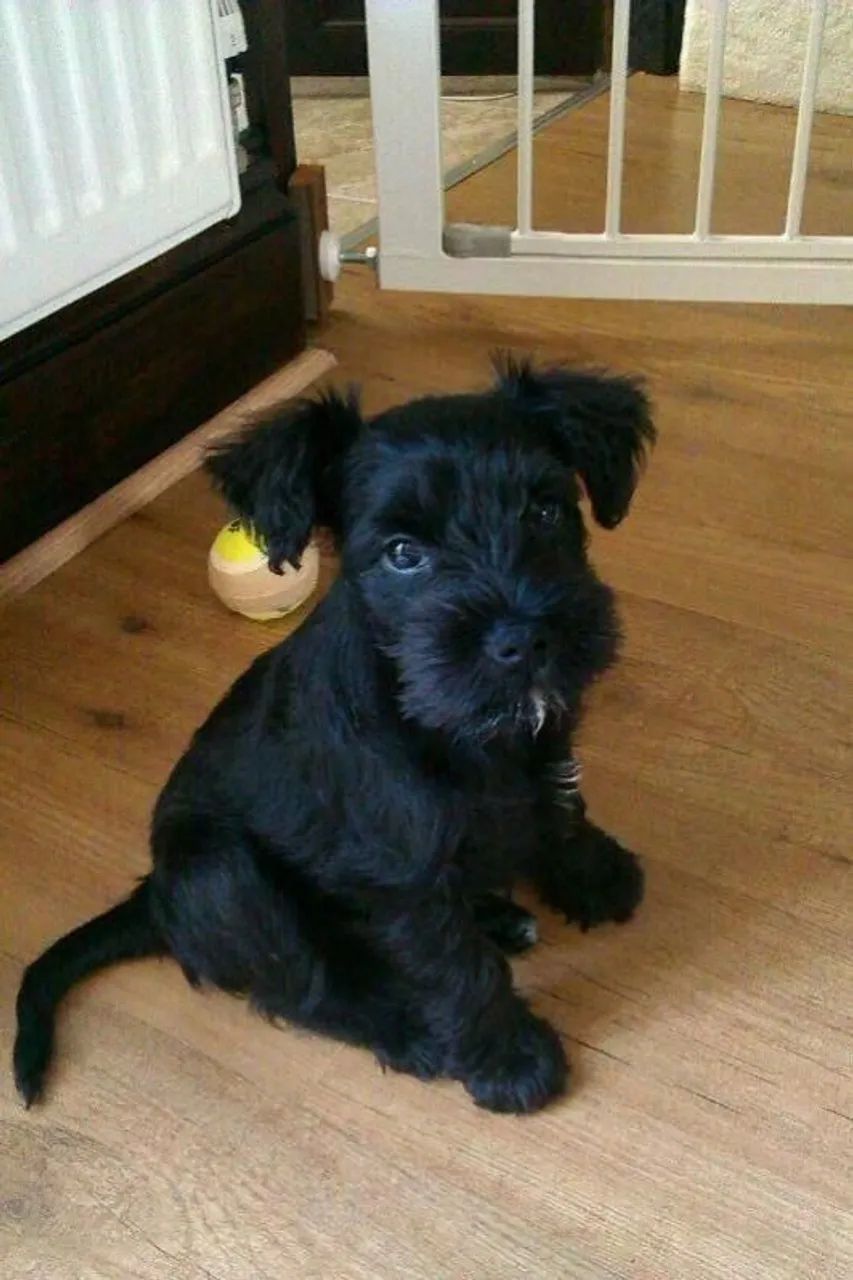 Schnauzer  Machoooo