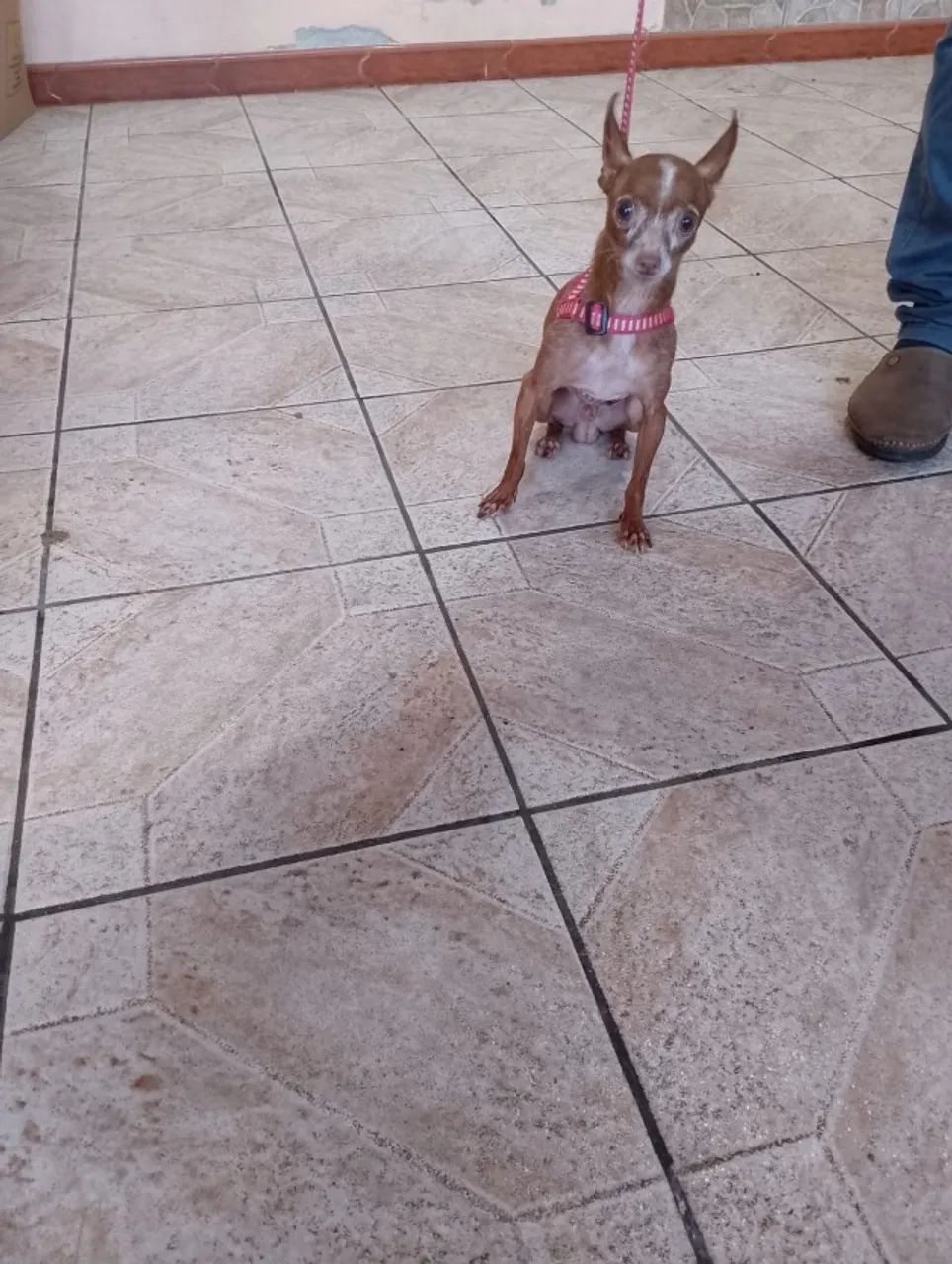Pinscher Macho