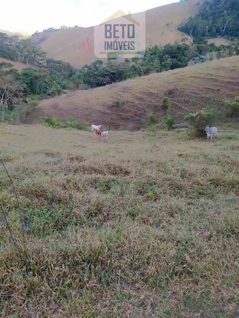 Fazenda/Sítio/Chácara para venda possui 6195200 metros quadrados em Centro - Cambuci - RJ - Foto 2
