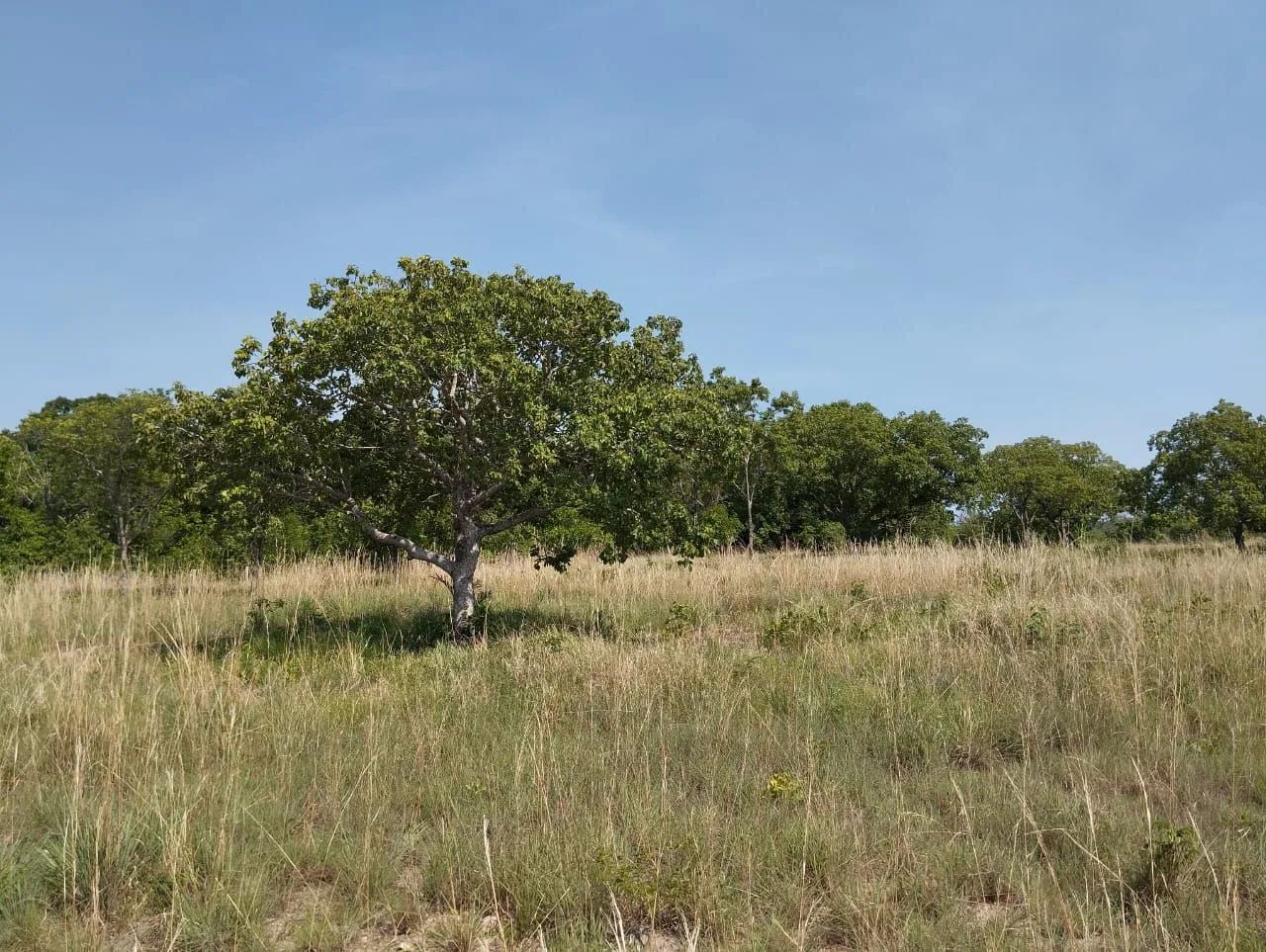 Chácara 3 alqueires (rio do peixe) - Foto 3