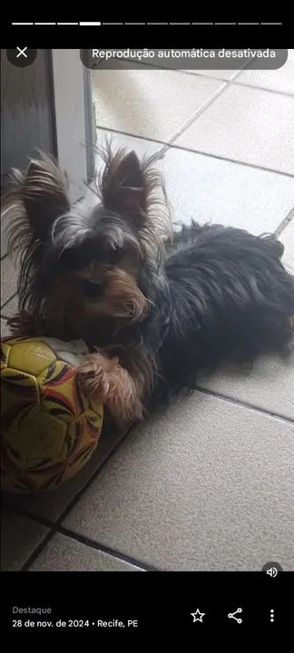 Yorkshire Terrier toy  procurando uma namorada  - Foto 2