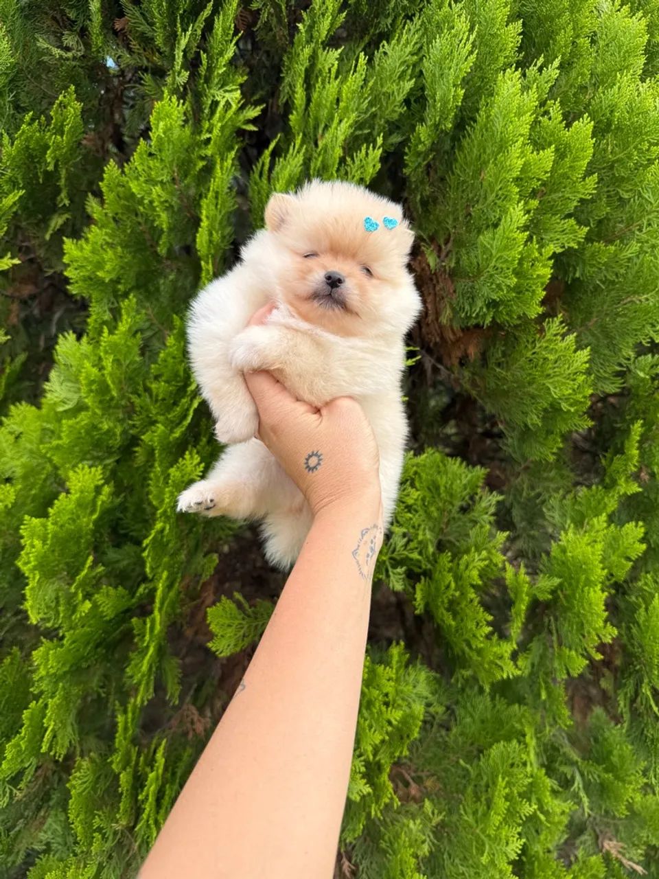 Lulu da pomerania baby face  - Foto 2